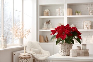 A vibrant red flowering plant, commonly known for its association with the winter holiday season, sits elegantly in a rustic woven basket on a white side table. The bright, inviting living space is ba