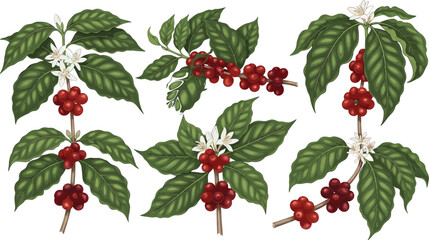 Botanical illustration of coffee plant with green leaves, white flowers, red cherries, detailed branch morphology, educational agricultural drawing, caffeine source