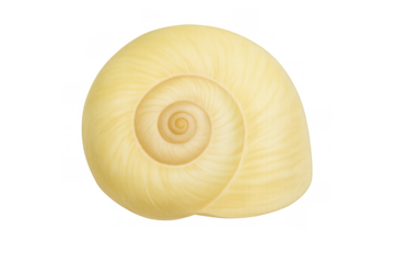 Seashell displaying natural spiral pattern, symbolizing marine life, beauty, and golden ratio on transparent background
