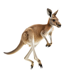 Kangaroo running A kangaroo bounds forward, its long legs and tail creating a fluid motion. full length isolate on transparent background