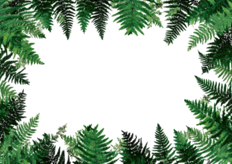 Fern leaves border black space