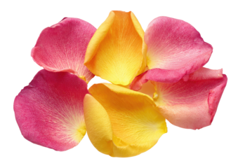 Rose petals clustered, pink and yellow hued