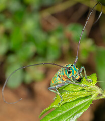 Jewel longhorn beetle (Sternotomis bohemani) on leaf, Shimoni, coastal Kenya.