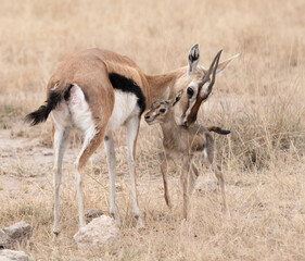 Newborn Thomson’s Gazelle (Eudorcas thomsonii) with mother in Amboseli National Park, Kenya