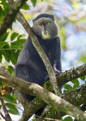 The blue monkey or diademed monkey (Cercopithecus mitis) on the tree branch in forest canape of Mount Elgon National Park, Kenya