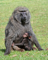 Female olive baboon (Papio anubis) holding baby in Mount Elgon National Park, Kenya