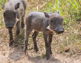 Piglet of African warthog (Phacochoerus africanus)  grazing in savanna,  Masai Mara National Reserve, Kenya.