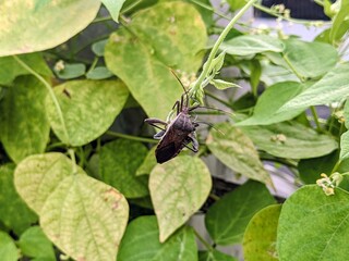 Macro close-up of two brown insects (likely True Bugs/Hemiptera) mating on a green plant stem