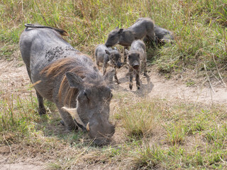 African warthog with piglets (Phacochoerus africanus)  grazing in savanna,  Masai Mara National Reserve, Kenya.