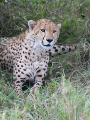 Resting Cheetah (Acinonyx jubatus) in the bush, Maasai Mara National Park, Kenya