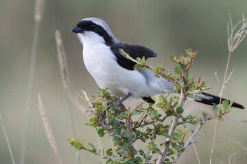 The grey-backed fiscal shrike (Lanius excubitoroides) at Maasai Mara national park, Kenya