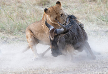 Lion hunts and kills wildebeest at Maasai Mara, Kenya
