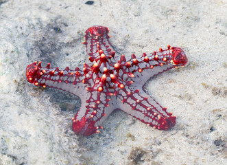 Red knobbed seastar (Protoreaster linckii) exposed on sandy shore at low tide in Watamu, Kenya