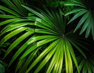 Lush Green Tropical Palm Leaves with Detailed Texture in Sunlight on Dark Background Overhead View