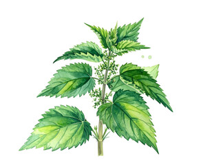 Watercolor painting of a nettle plant with green leaves on a black background, detailed and botanical in style
