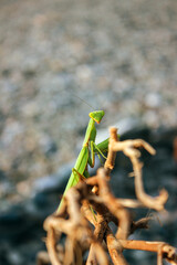 Praying mantis on dry branches close-up
