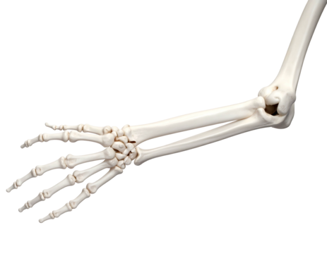 White skeletal arm with hand, showing radius, ulna, carpals, metacarpals and phalanges against a black background