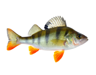Yellow perch fish with black bars and orange fins on a black background, facing right