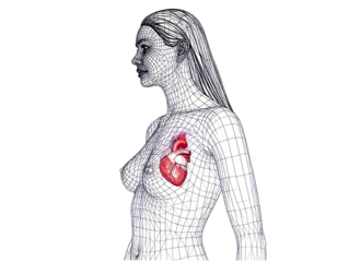 Wireframe woman with red anatomical heart displayed over chest, against a black background