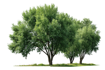 Group of green leafy trees with grassy ground on black background foliage, Png, Isolated on Transparent Background, Cut Out