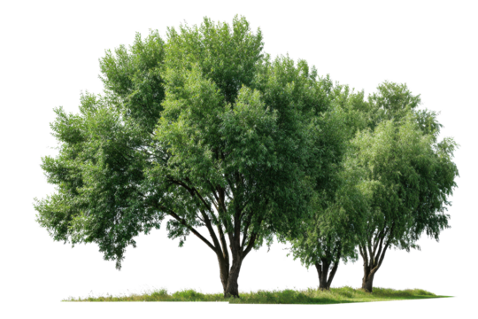 Group of green leafy trees with grassy ground on black background foliage, Png, Isolated on Transparent Background, Cut Out