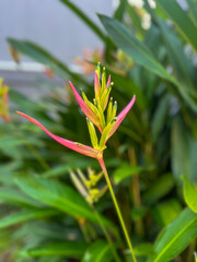 Vibrant Heliconia Flower Blooming in Tropical Garden with Green Leaves and Natural Sunlight