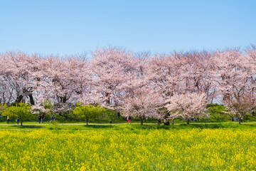 権現堂桜堤　桜　菜の花