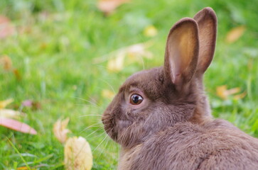 rabbit in the grass