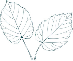 Hand-drawn autumn leaves sketch on transparent background. Line style vector illustration. 