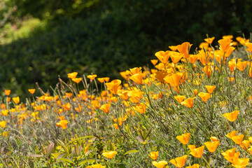 Templo Bahá'í de Sudamérica