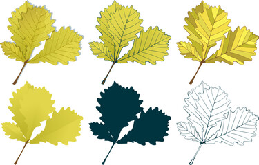 Set of hand-drawn yellow oak autumn leaves isolated on white background. Flat and line styles fall colored vector illustrations.