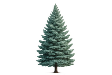 Obraz premium Spruce tree isolated on transparent background, showing evergreen conifer for christmas and winter themes
