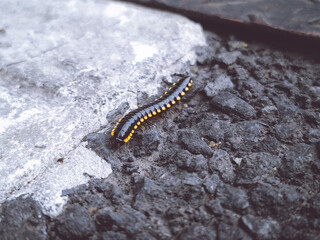 A brightly colored millipede, black with striking yellow-orange spots, crawls across rough, dark asphalt.