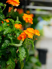 Orange bouquet Cordia blooms beautifully. Geiger Tree, Geranium Tree, Cordia sebestena (Boraginaceae) on a green leaf background in morning sunlight with shallow depth of field and copy space.