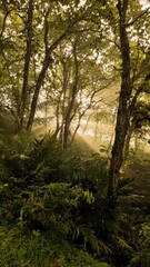 morning in the forest