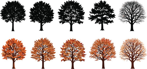 Seasonal tree vector illustration set showing foliage transformation, abstract forest artwork, decorative nature design, educational inspired collection, autumn winter spring summer graphics © MSTIRIN