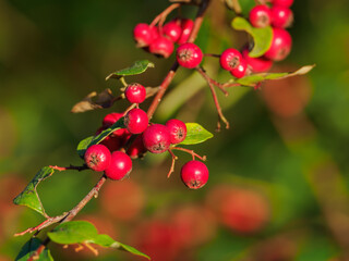 Small red apples on a twig with green leaves.
