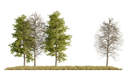 Realistic cutout of trees combining lush foliage and bare trunks, showing seasonal variation, suitable for 3D environment and architectural rendering