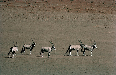 Oryx in the kalahari desert