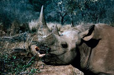 rhino in the wild © Raphael