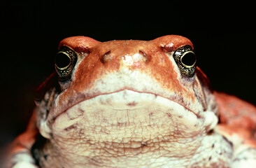 close up of a toad
