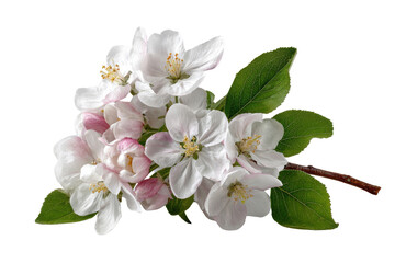 Obraz premium White and pink apple blossoms with green leaves on black background flower, Png, Isolated on Transparent Background, Cut Out