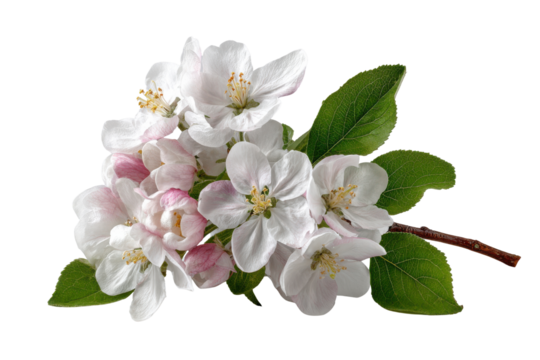 White and pink apple blossoms with green leaves on black background flower, Png, Isolated on Transparent Background, Cut Out