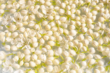 Fresh jasmine flowers floating in water, delicate and fragrant.