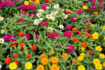 Zinnia flower in the garden