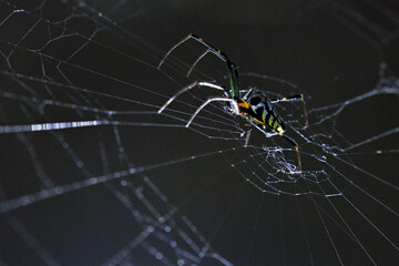 Vibrant green spider, small colorful arachnid, patiently waits on its intricate web in dark. This...