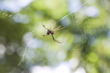 Close up of brown spider hanging on an intricate spiderweb in green forest. delicate, natural insect patiently waits for its prey on silk web with blurry background