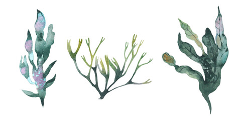 eaweed watercolor set with colorful illustration of abstract sea underwater plants