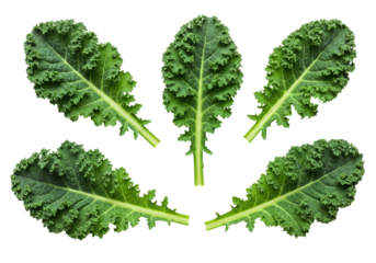 Five kale leaves arranged in a star shape transparent background cutout png