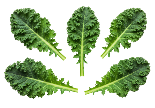 Five kale leaves arranged in a star shape transparent background cutout png